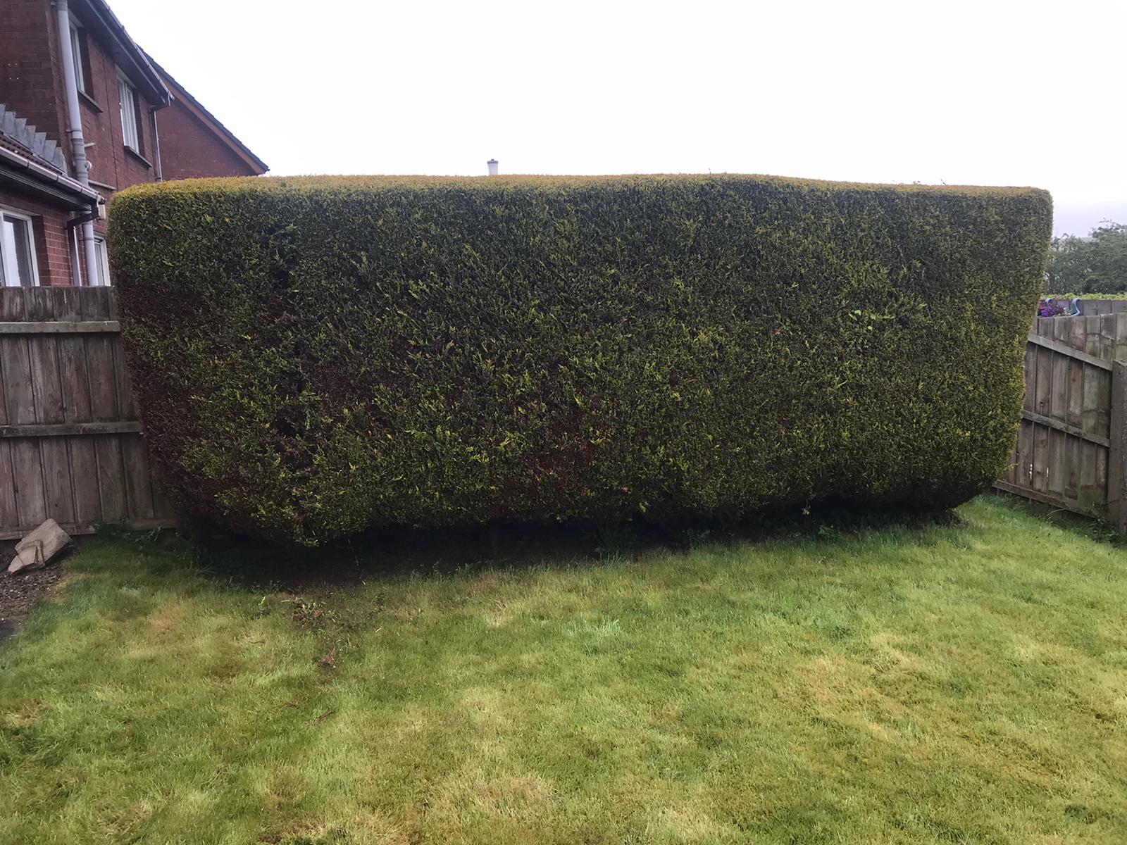Green Giant Gardening Hedge Remova