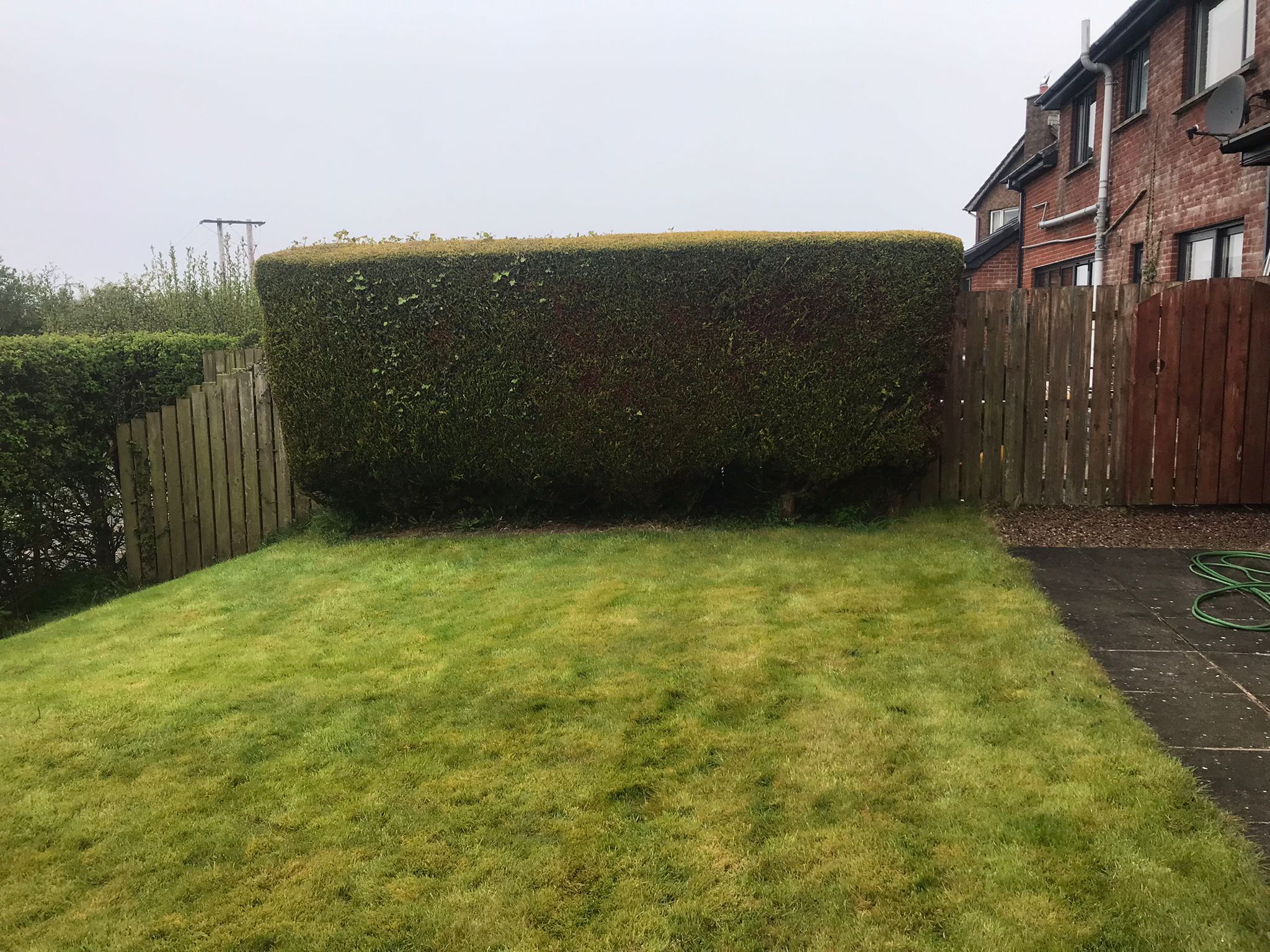 Green Giant Gardening Hedge Removal