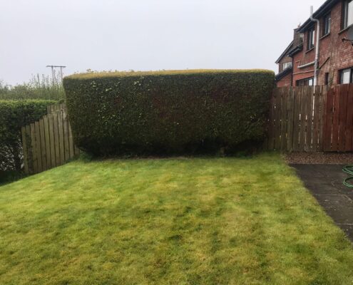 Green Giant Gardening Hedge Removal